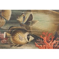 Gatunki ryb morskich. Grafika barwna. Chromolitografia. ok. 1890
